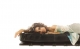 Filename=02.jpg
Filesize=186KB
Dimensions=906x562
Date added=Jan 10, 2009 02.jpg